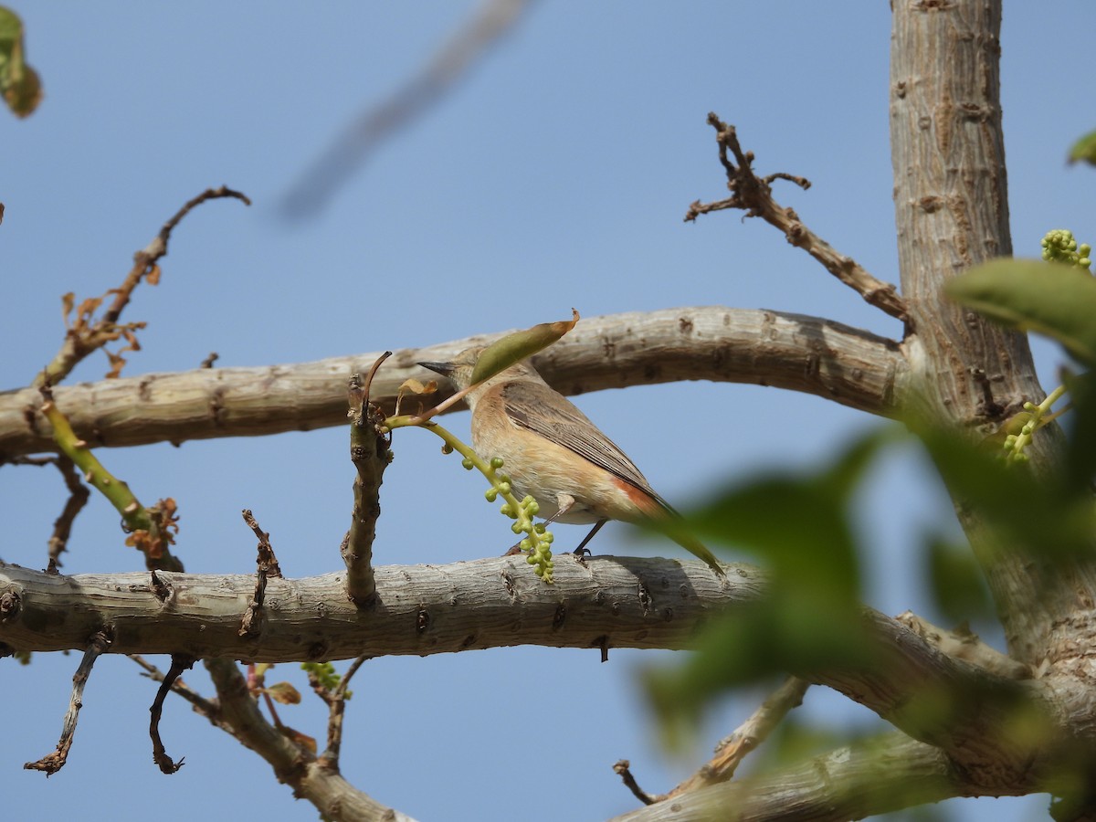 Common Redstart - ML616978023