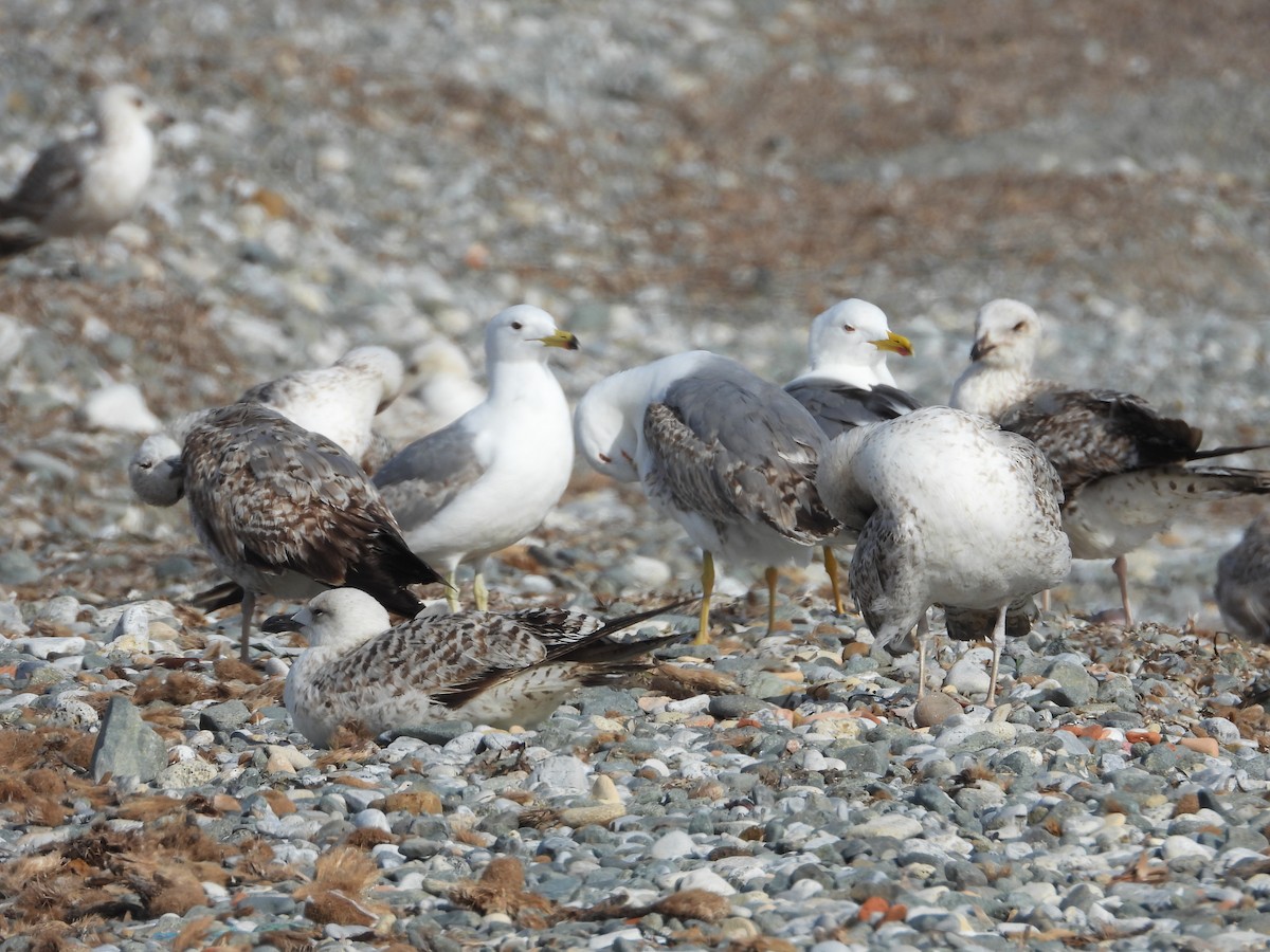 Gaviota Patiamarilla - ML616978037