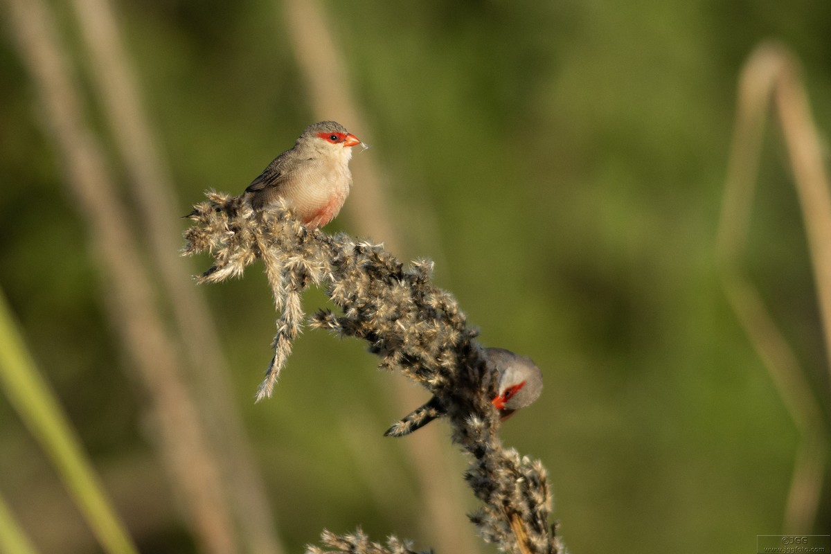 Common Waxbill - ML616978048