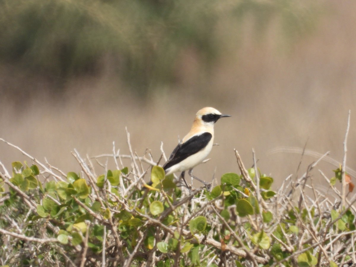 Western Black-eared Wheatear - ML616978053