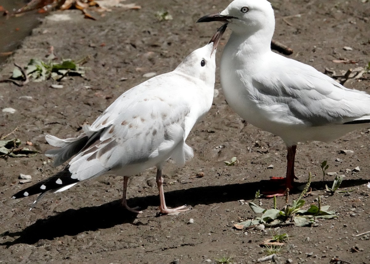 Black-billed Gull - ML616978137