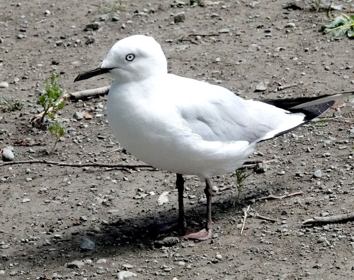 Black-billed Gull - ML616978138