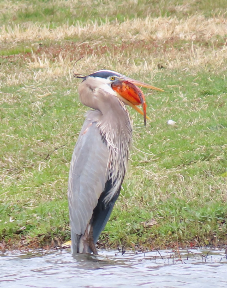 Great Blue Heron - Susan Harrison