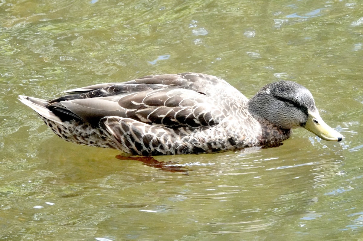 Mallard x Pacific Black Duck (hybrid) - ML616978142