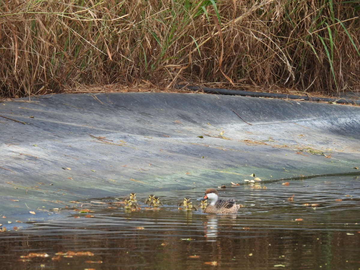 White-cheeked Pintail - ML616978171