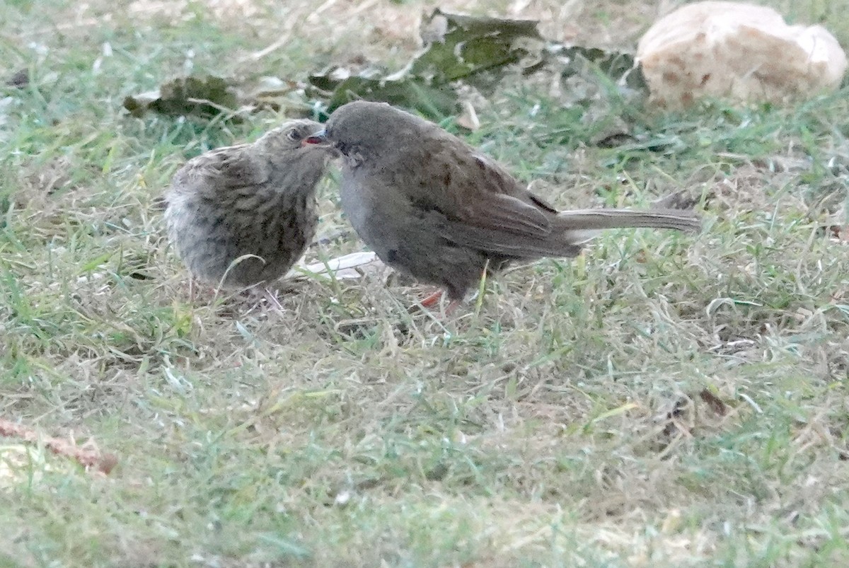 Dunnock - ML616978176