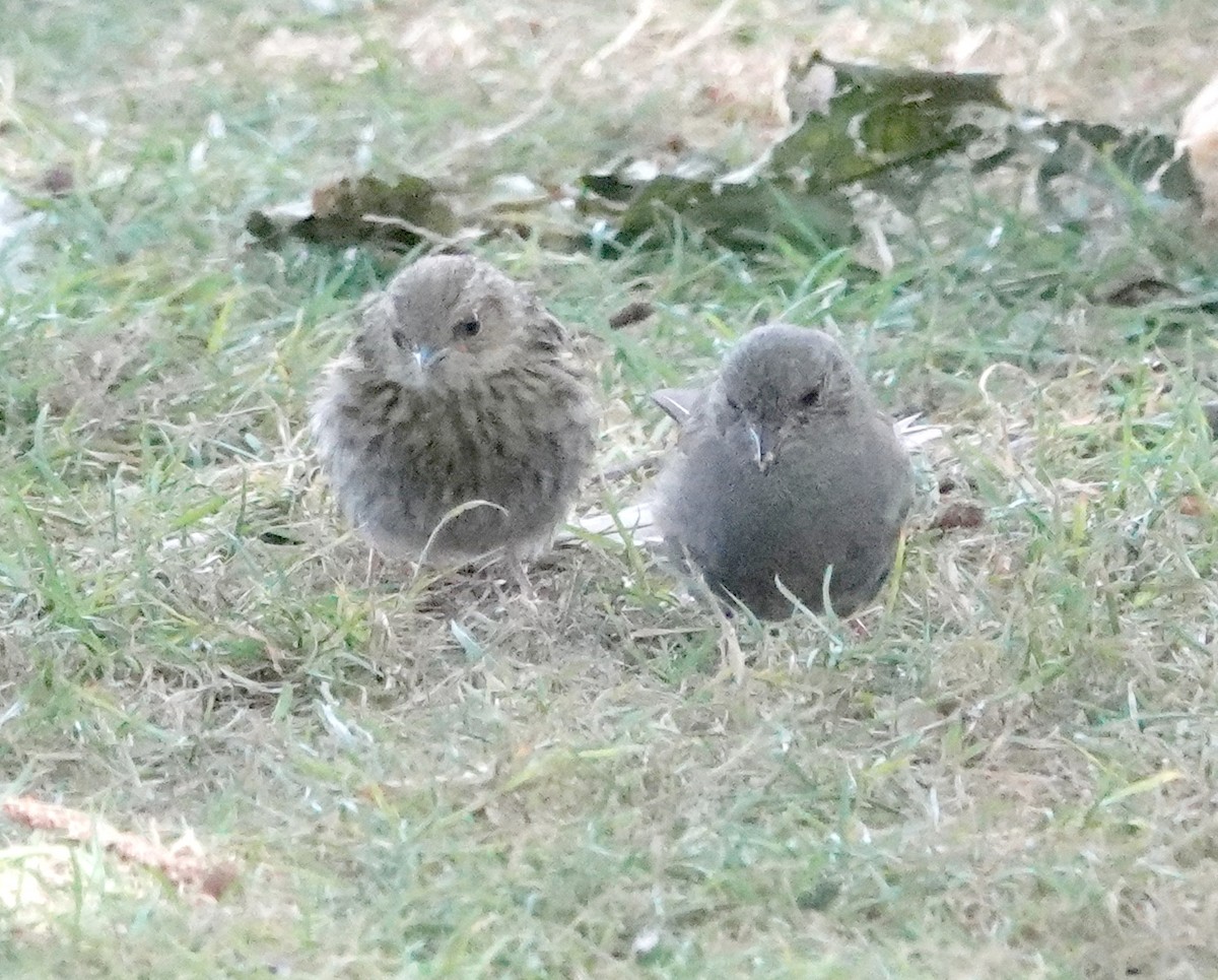 Dunnock - ML616978177