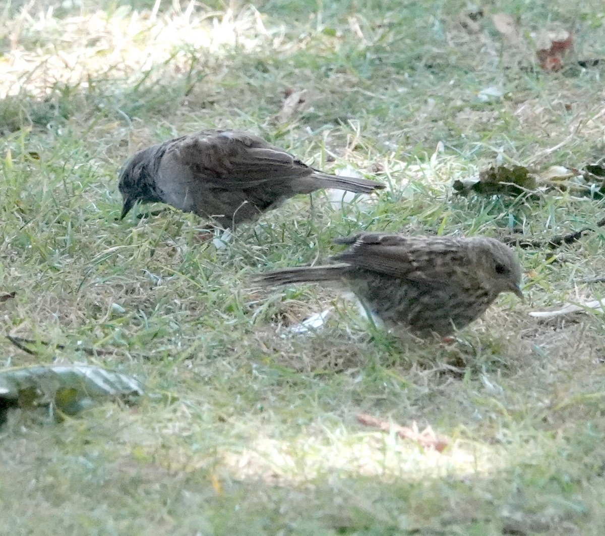 Dunnock - ML616978178