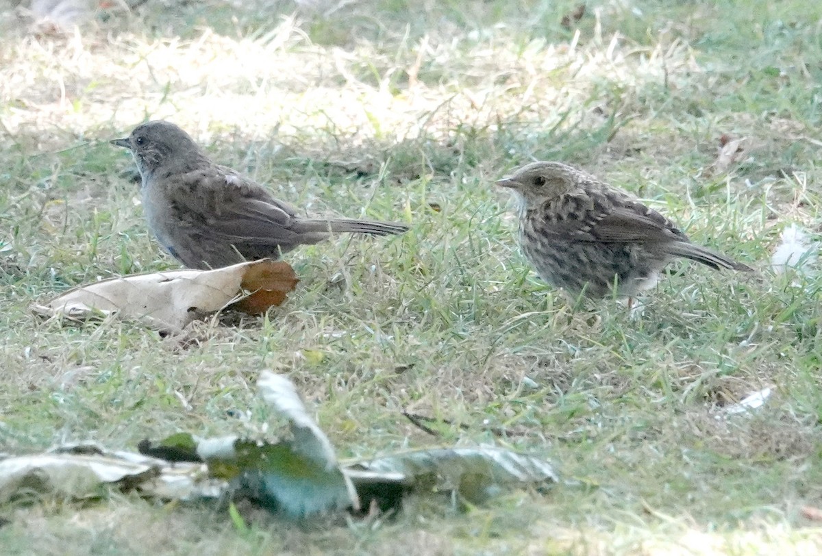 Dunnock - ML616978196