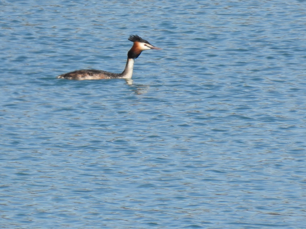 Great Crested Grebe - ML616978200