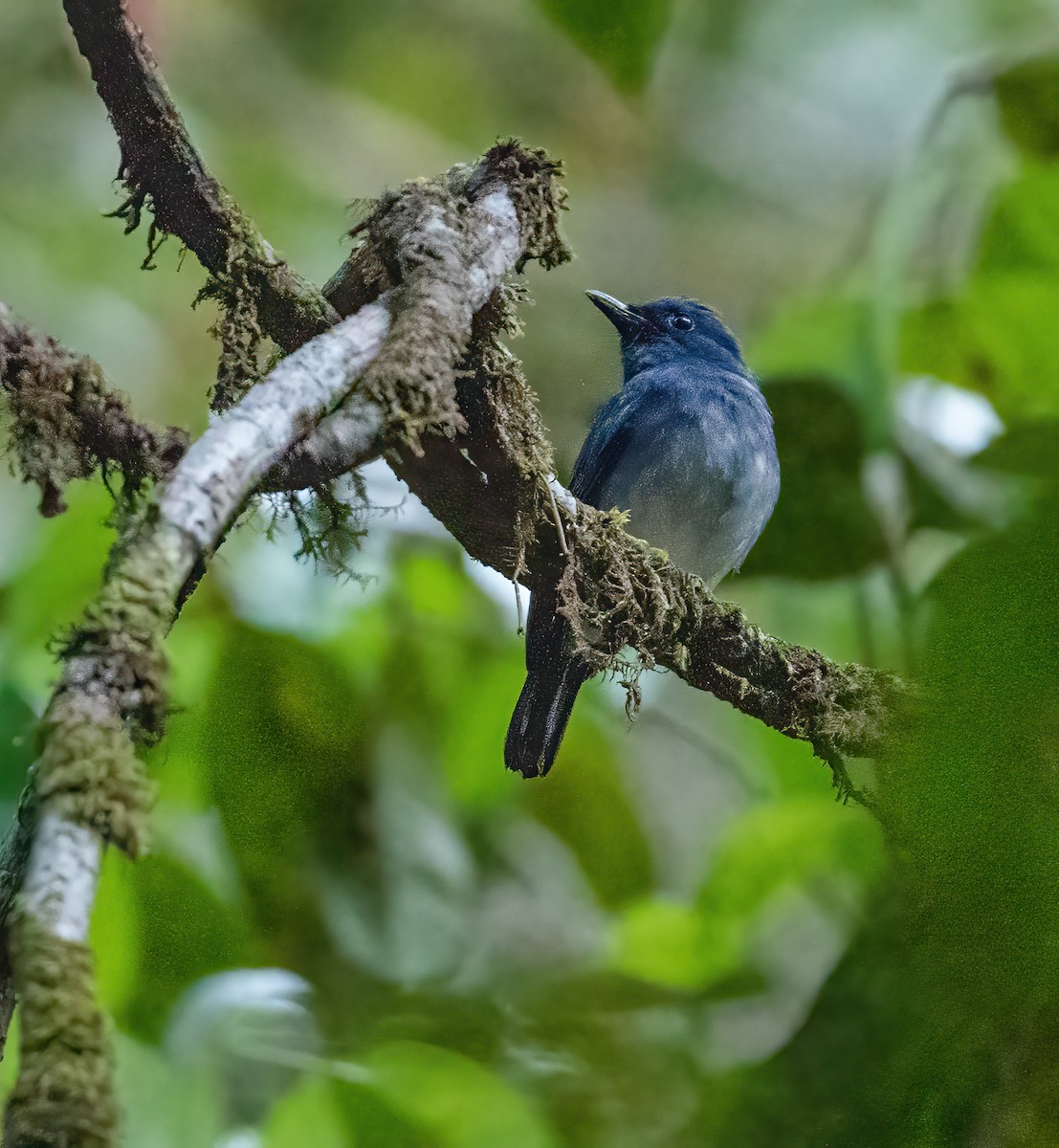 White-tailed Flycatcher - Wilbur Goh