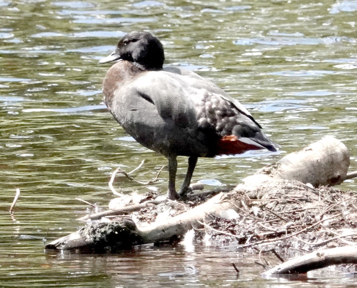 Paradise Shelduck - ML616978217