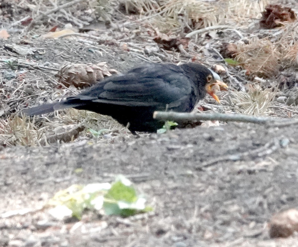 Eurasian Blackbird - ML616978238