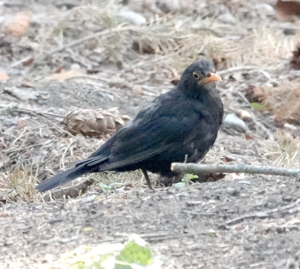 Eurasian Blackbird - ML616978239