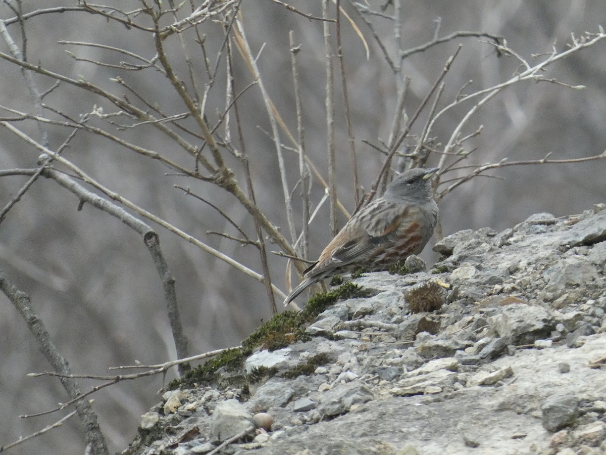 Alpine Accentor - ML616978245