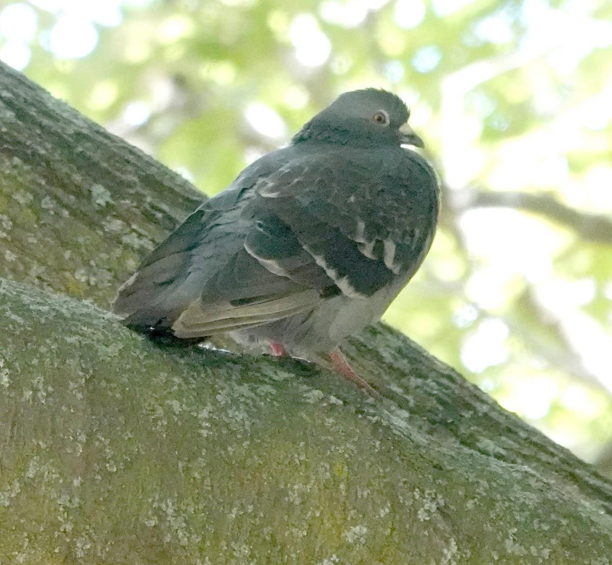 Rock Pigeon (Feral Pigeon) - ML616978268