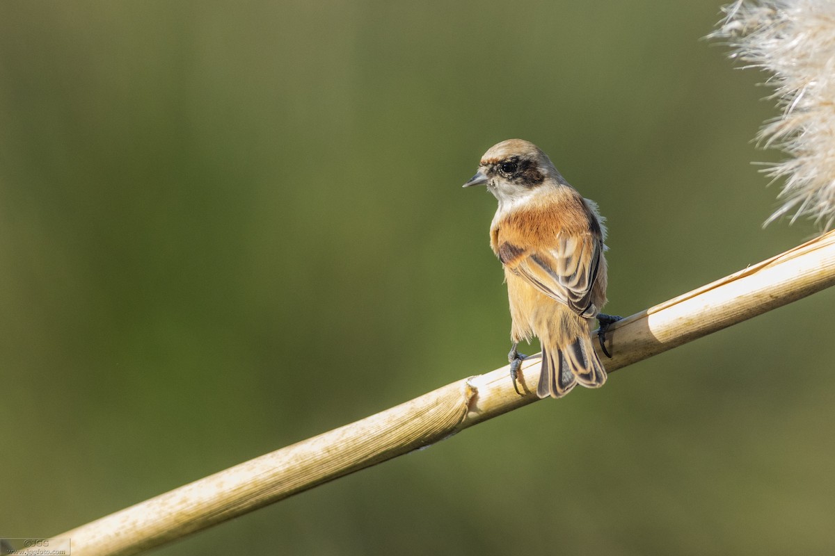 Rémiz penduline - ML616978282