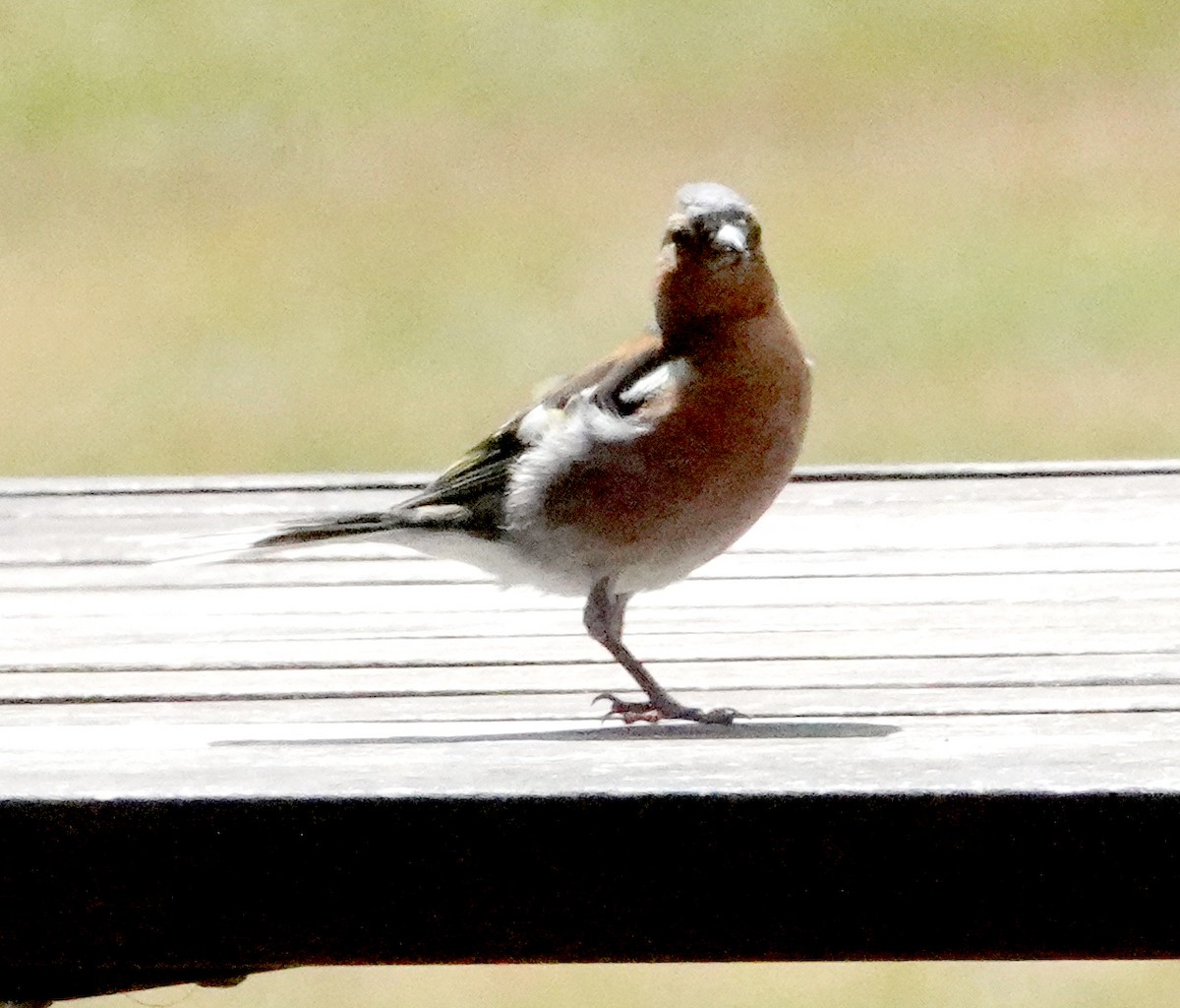 Common Chaffinch - ML616978284