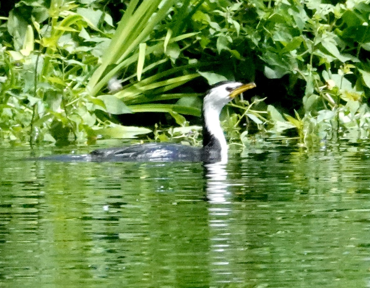 Little Pied Cormorant - ML616978300