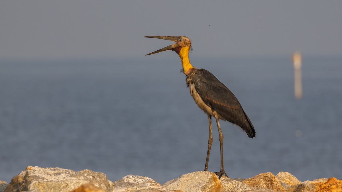 Lesser Adjutant - ML616978309