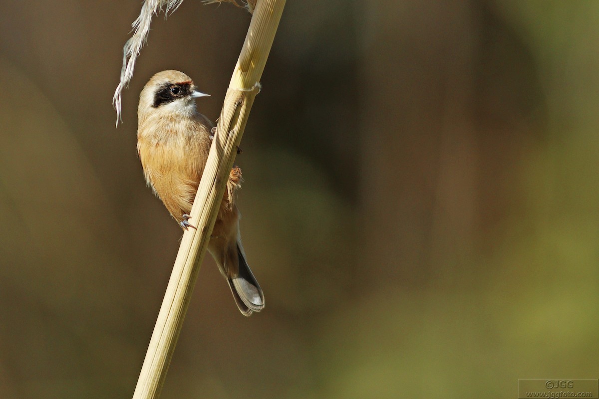 Eurasian Penduline-Tit - Javier Gómez González