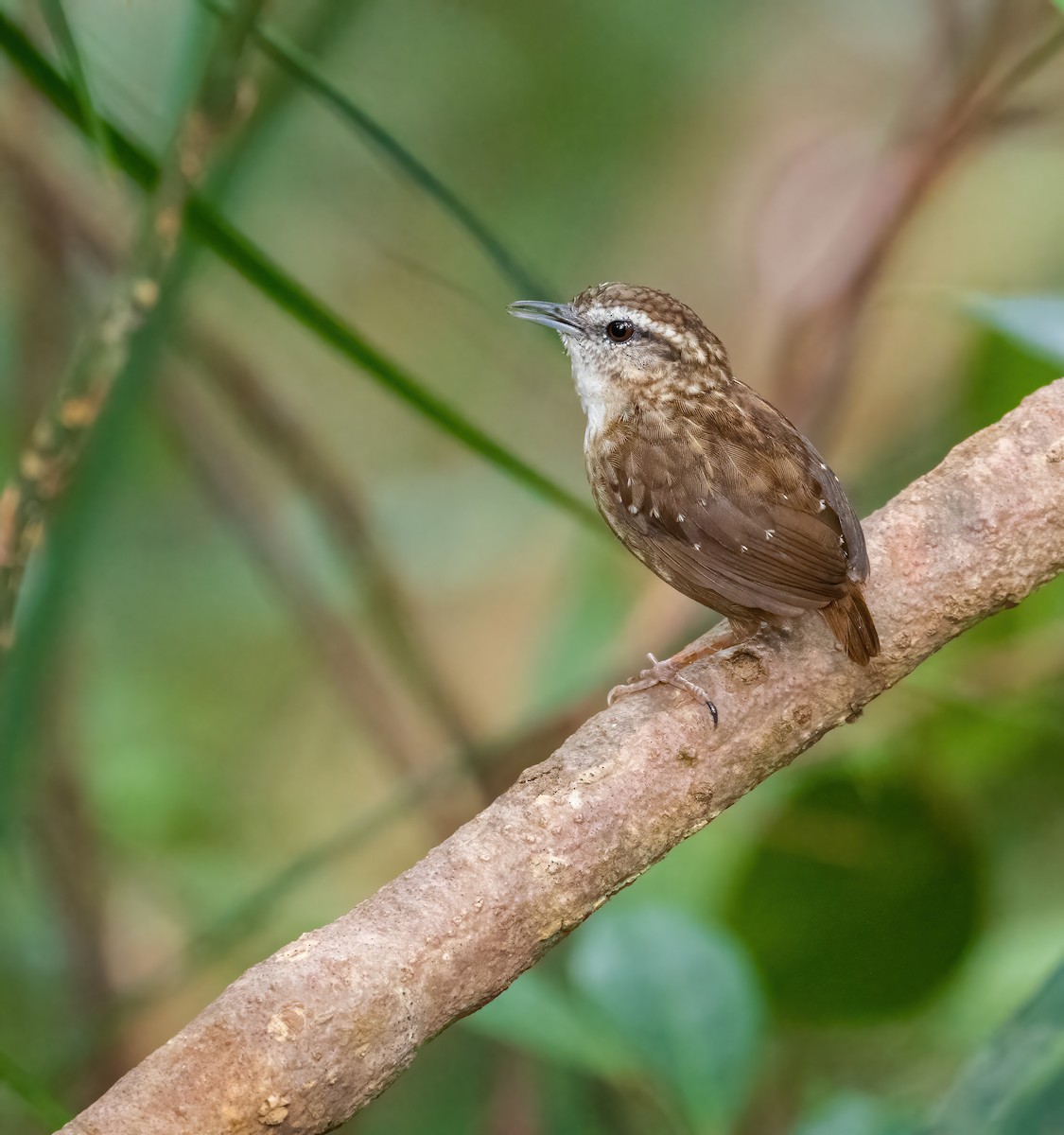 Eyebrowed Wren-Babbler - ML616978320