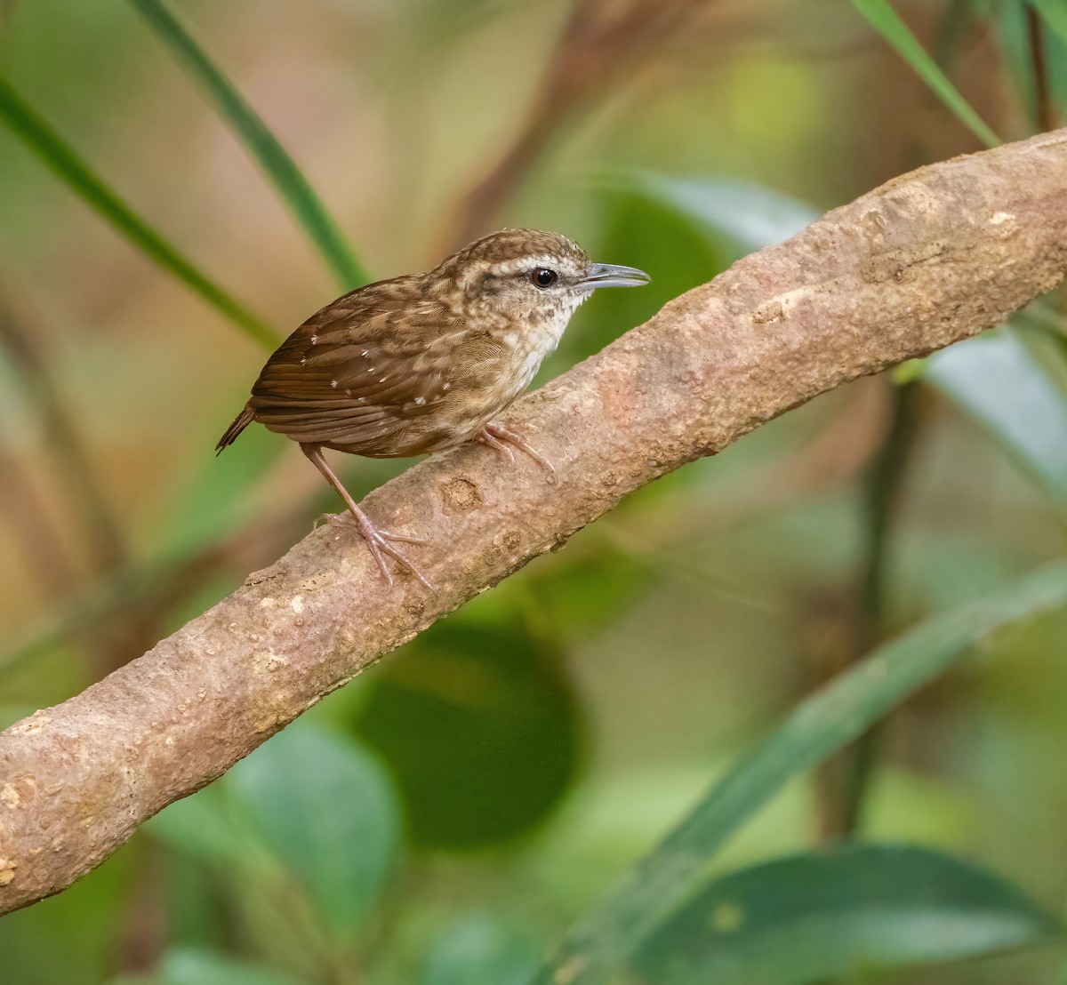 Eyebrowed Wren-Babbler - ML616978321