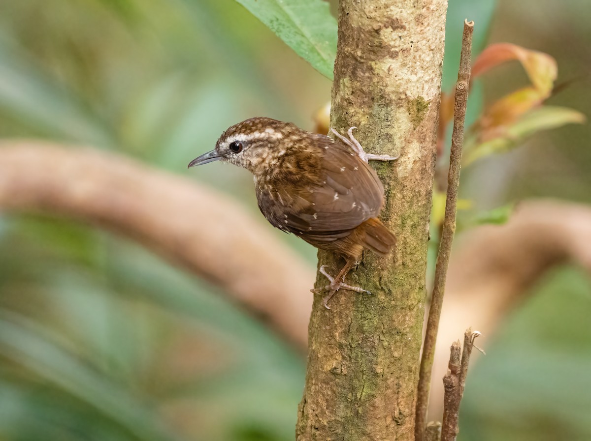 Eyebrowed Wren-Babbler - Wilbur Goh