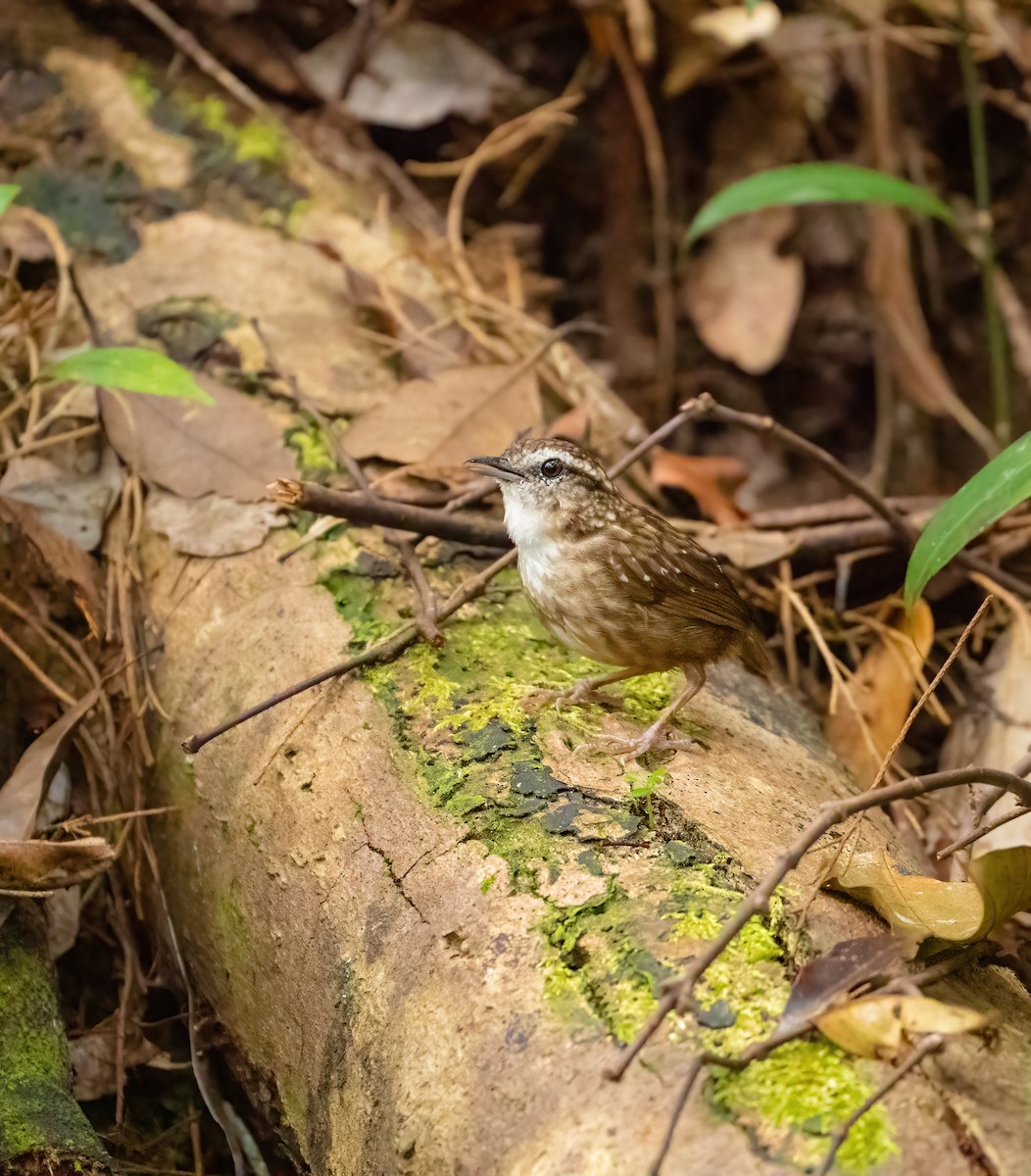 Eyebrowed Wren-Babbler - Wilbur Goh