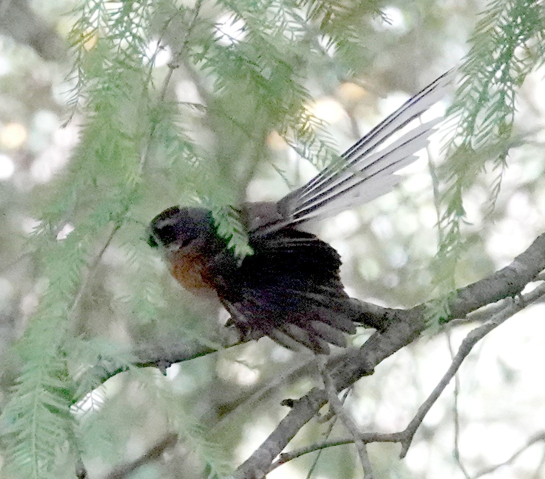 New Zealand Fantail - ML616978338