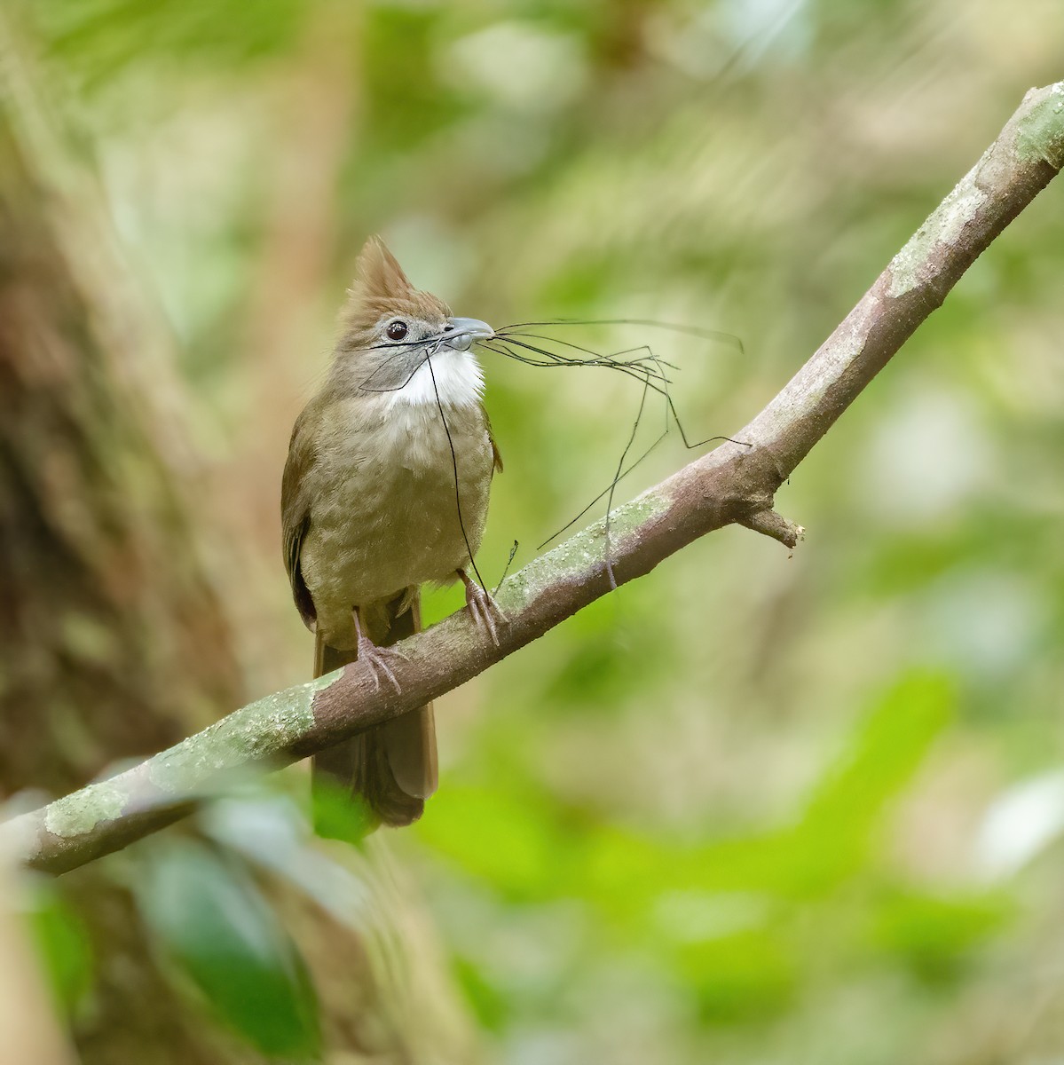 Ochraceous Bulbul - Wilbur Goh