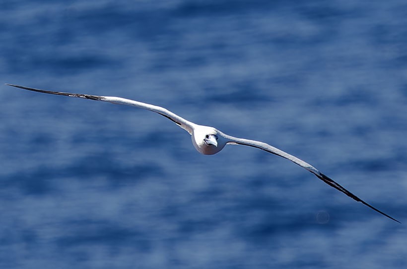 Red-footed Booby - ML616978359