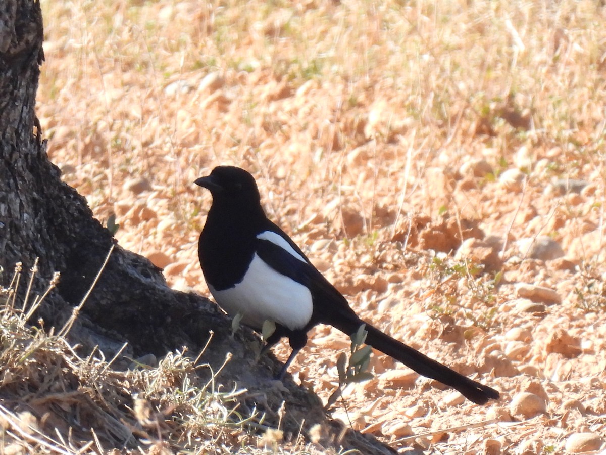 Eurasian Magpie - Miguel Ángel  Pardo Baeza