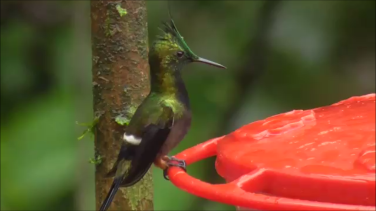 Wire-crested Thorntail - ML616978397