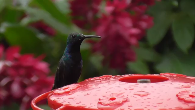 kolibřík tropický - ML616978404
