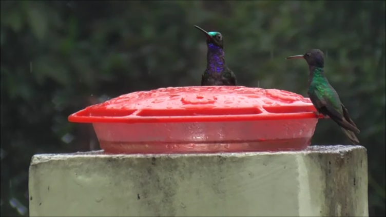 kolibřík naposký - ML616978411