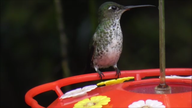 Many-spotted Hummingbird - ML616978420