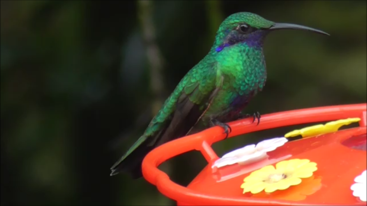 kolibřík modrolící - ML616978429