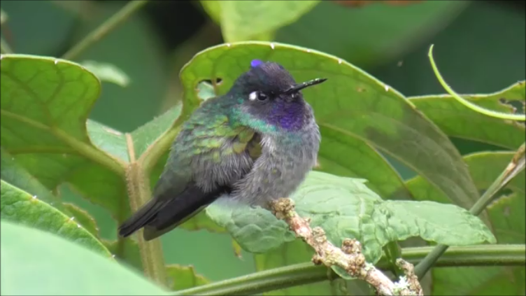 Violet-headed Hummingbird - ML616978440