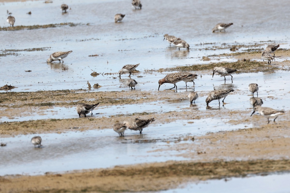 Dunlin - ML616978473