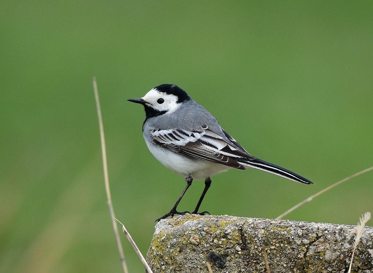 White Wagtail - ML616978478