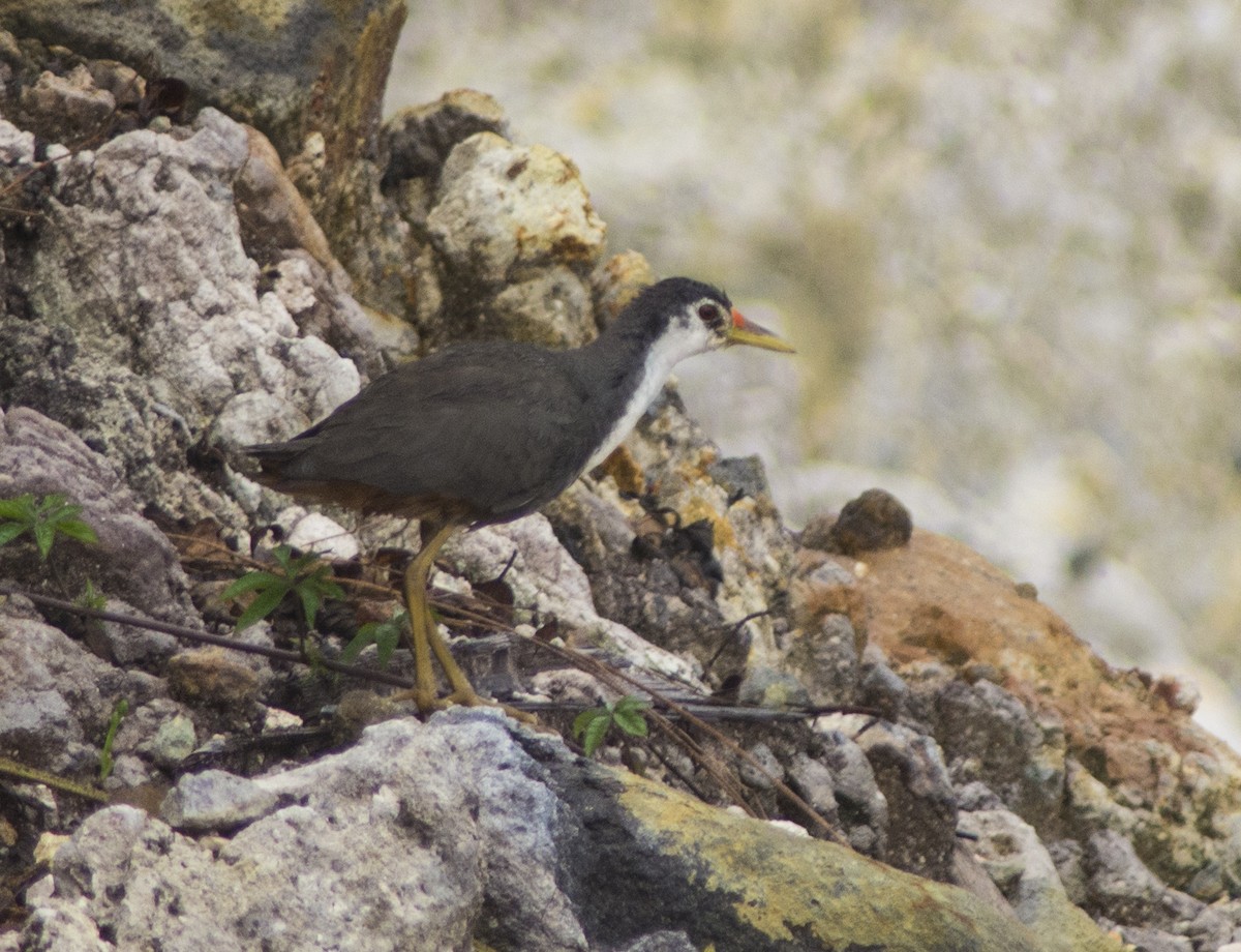 White-breasted Waterhen - ML616978518