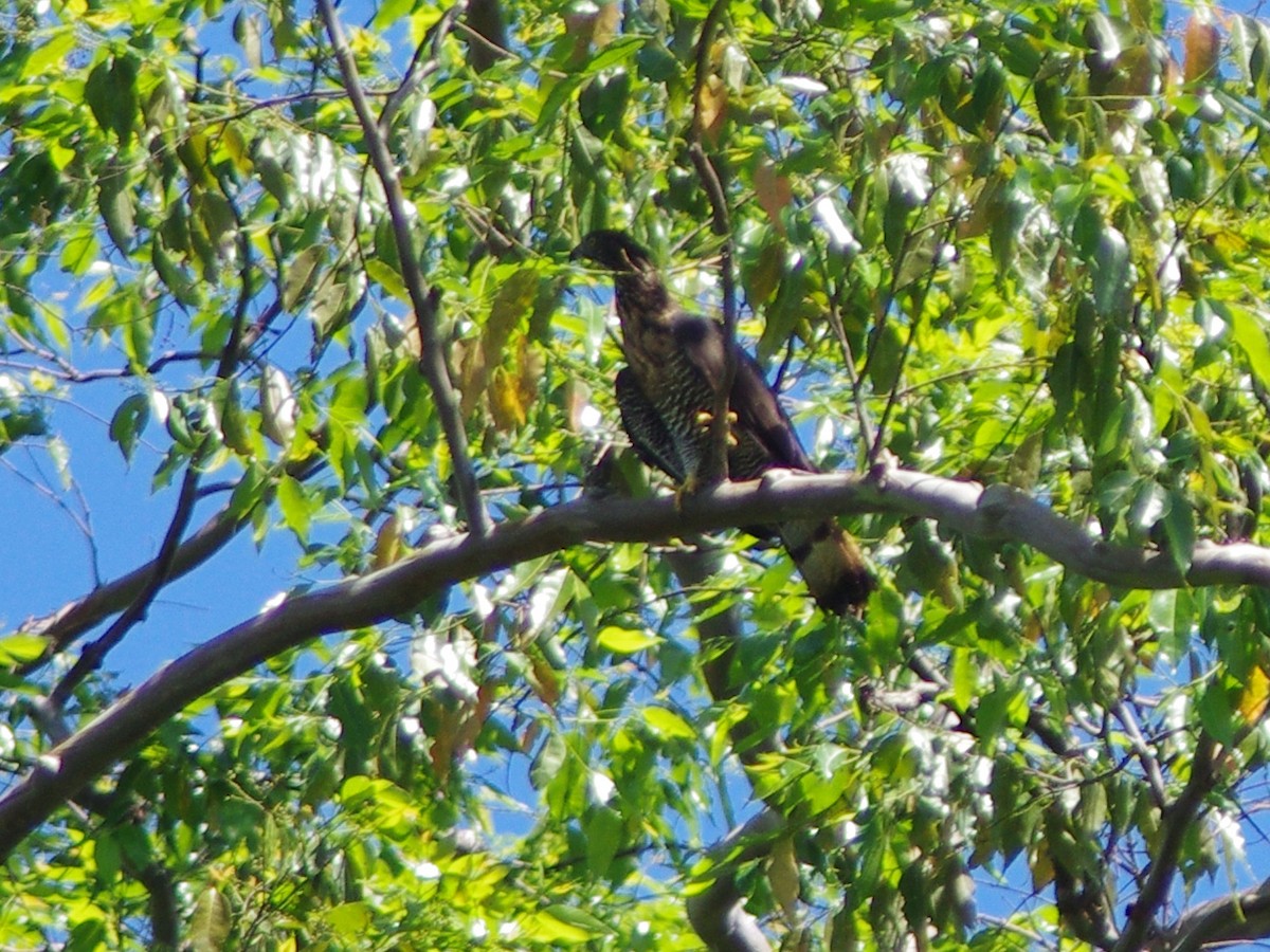 Sulawesi Honey-buzzard - ML616978528