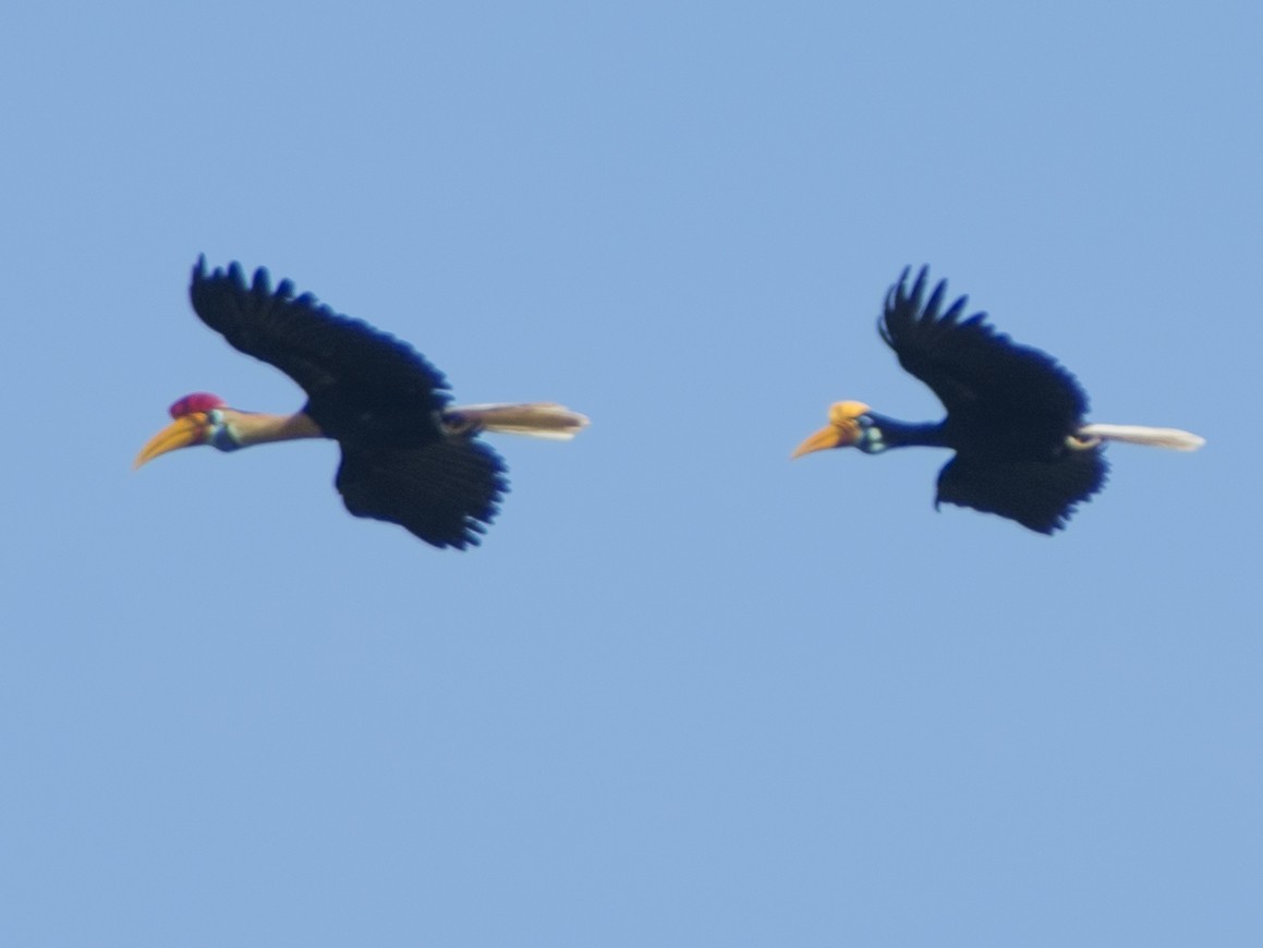 Knobbed Hornbill - ML616978533