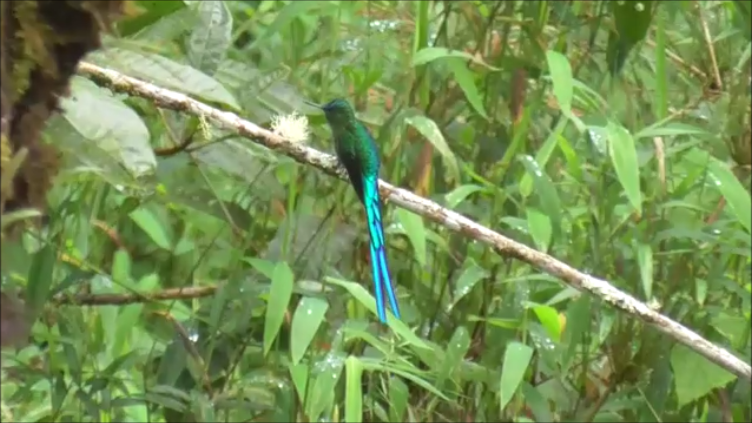 Long-tailed Sylph - ML616978566