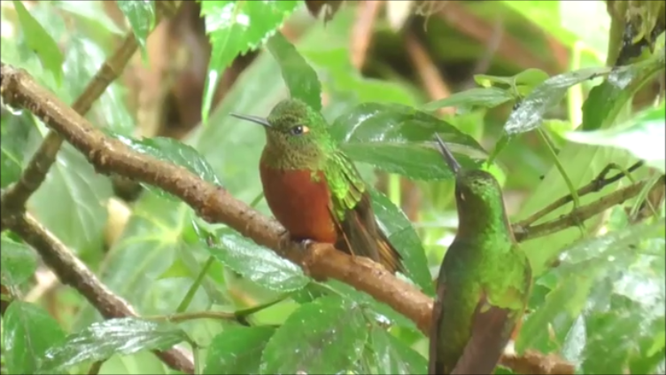 kolibřík peruánský - ML616978581