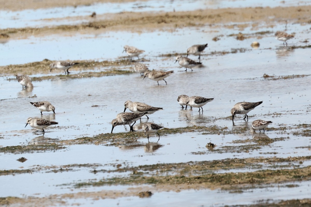 Dunlin - ML616978589