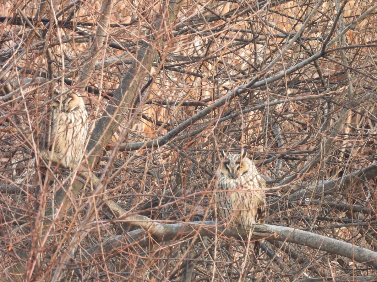 Long-eared Owl - ML616978610