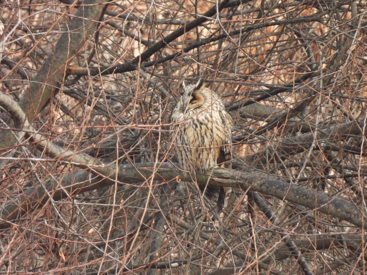 Long-eared Owl - ML616978611