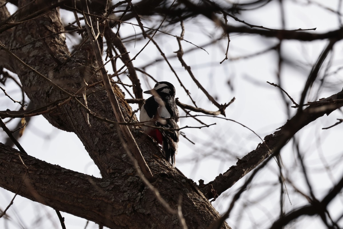 Great Spotted Woodpecker - ML616978647